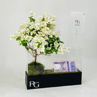 12055 - Image 2