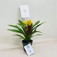 8064 - Image 3