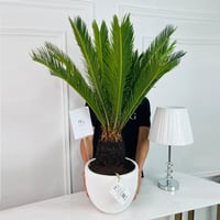 نبات نخيل السايكس رقم.16889 - صورة 2