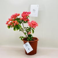 8061 - صورة 2
