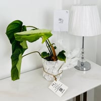 Alocasia Plant No.18157 - Image 1