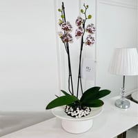 Phalaenopsis Plant No.16783 - Image 1