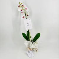 Phalaenopsis white 1 stem No.9593 - Image 1