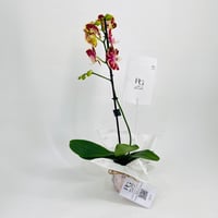 نبات الاوركيد رقم.10667 - صورة 4