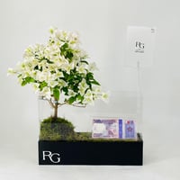 12055 - Image 1