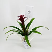 نبات الجوزمانيا رقم.9573 - صورة 3