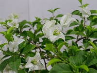 3884-663 - صورة 3