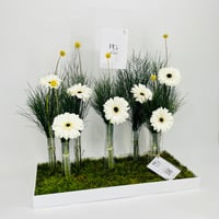 10733 - صورة 2