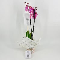 9594-249 - صورة 1