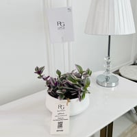 نبات ترادسكانتيا نانوك رقم.16743 - صورة 1