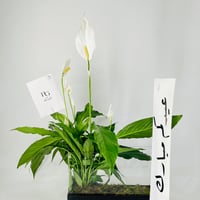 12032 - Image 3