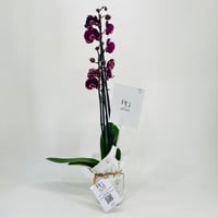 Orchid plant No.11324 - Image 1