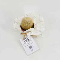 Cactus No.9603-532 - صورة 1