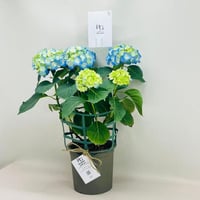 7948 - صورة 3
