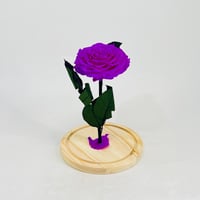 11231 - صورة 3