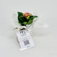 Kalanchoe plant No.11310 - Image 1