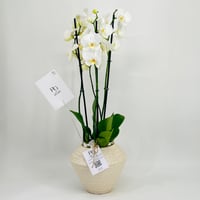 5922-219 - Image 1