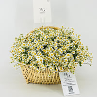 14462 - Image 4