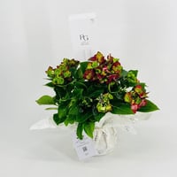 نبات الهيدرنجا رقم.9530 - صورة 3