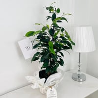 sealok Ficus Plant No.17911 - Image 1