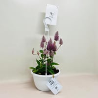 8074 - Image 2