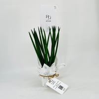 Sansevieria No.11387 - Image 3