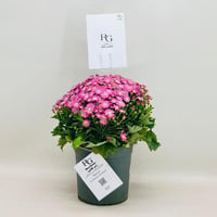 7957 - صورة 2