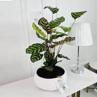 Calathea mix Plant potsize 12cm, height 40cm No.16706 - Image 1