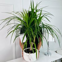 Dragon Tree Plant No.16881 - Image 2