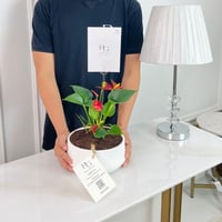 Anthurium Plant No.16766 - Image 2