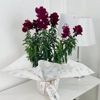 نبات زهرة التنين رقم.17888 - صورة 1