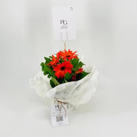Gerbera orange plant No.9585 - Image 3
