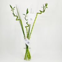 962-555 - Image 1