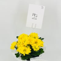 نبات الكرسانتموم الاصفر رقم.9551 - صورة 4