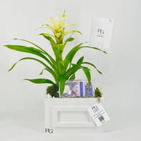 12436 - Image 1