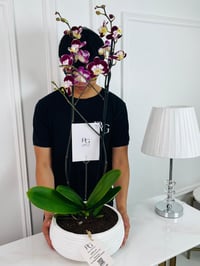 نبات فالاينوبسيس رقم.16785 - صورة 2