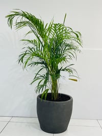 11019-328 - صورة 1