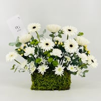 13331 - صورة 1