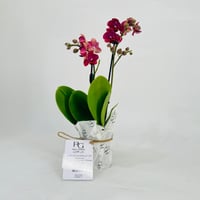 Orchid plant No.11319 - Image 2