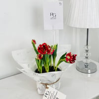 tulip Plant No.17909 - Image 1
