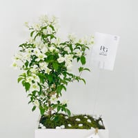 12465 - Image 4