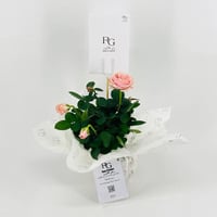 Baby rose plant pink No.9540-663 - صورة 3