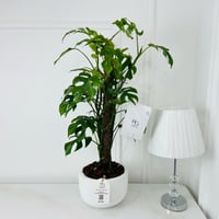 Monstera adansonii Plant No.18017 - Image 1