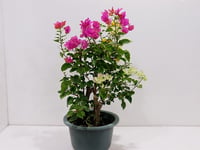 3883-206 - صورة 1