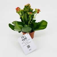 943 - صورة 1