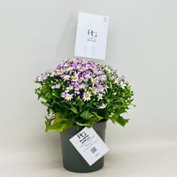 7958 - Image 2