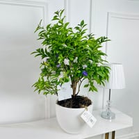 Plants No.16430 - Image 2