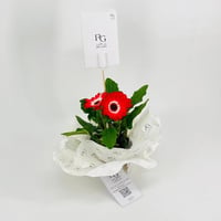Gerbera plant No.9587 - Image 2