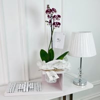 17199 - صورة 1