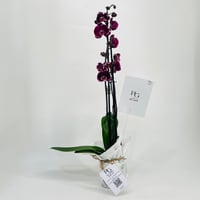 Orchid plant No.11324 - Image 3